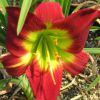 Hemerocallis Christmas Is